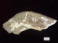 藏品(大型動物骨化石)的圖片